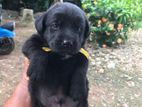 Labrador Puppies
