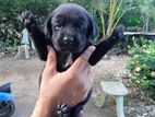 Labrador Puppies
