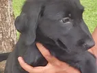 Labrador Puppies