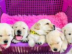 Labrador Puppies