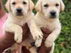 Labrador Puppies