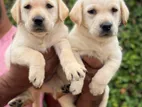 Labrador Puppies