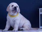 Labrador Puppies