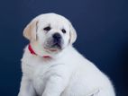 Labrador Puppies