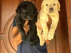 Labrador Puppies