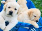 Labrador Puppies