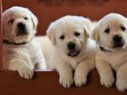 Labrador Puppies