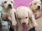 Labrador Puppies