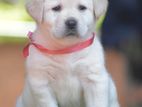 Labrador Puppies