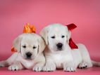 Labrador Puppies