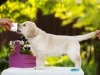 Labrador Puppies