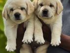 Labrador Puppies