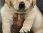 Labrador Puppies