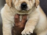 Labrador Puppies