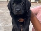 Labrador Puppies