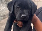 Labrador Puppies