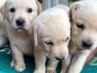 Labrador Puppies