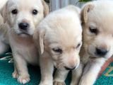 Labrador Puppies