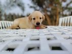 Labrador Puppies
