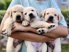 Labrador Puppies