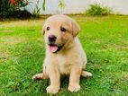 Labrador Puppies