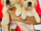 Labrador Puppies