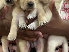 Labrador Puppies