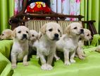Labrador Puppies