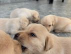 Labrador Puppies