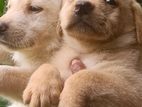 Labrador Puppies