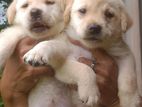 Labrador Puppies