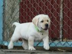 Labrador Puppies