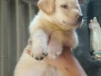 Labrador Puppies