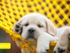 Labrador Puppies