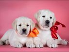 Labrador Puppies