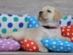 Labrador Puppies