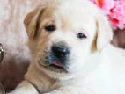 Labrador Puppies