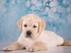 Labrador Puppies
