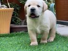 Labrador Puppies