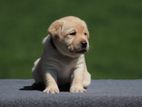 Labrador Puppies