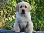 Labrador Puppies