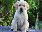 Labrador Puppies