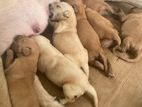 Labrador Puppies
