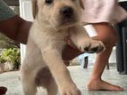 Labrador Puppies