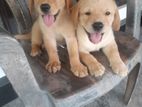 Labrador Puppies