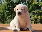 Labrador Puppies
