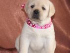 Labrador Puppies