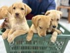 Labrador Puppies
