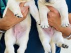 Labrador Puppies