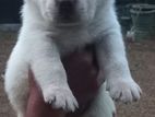 Labrador Puppies